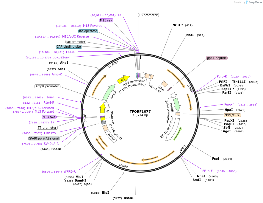 142721-plasmid-map-sequence-id-395799