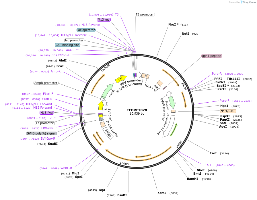 142722-plasmid-map-sequence-id-395800