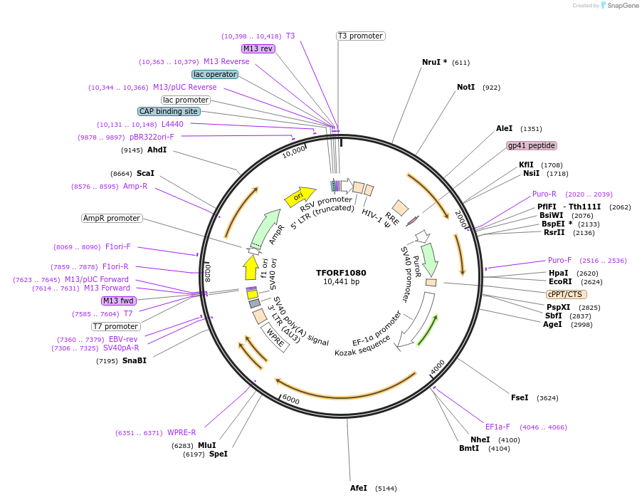 142723-plasmid-map-sequence-id-395801