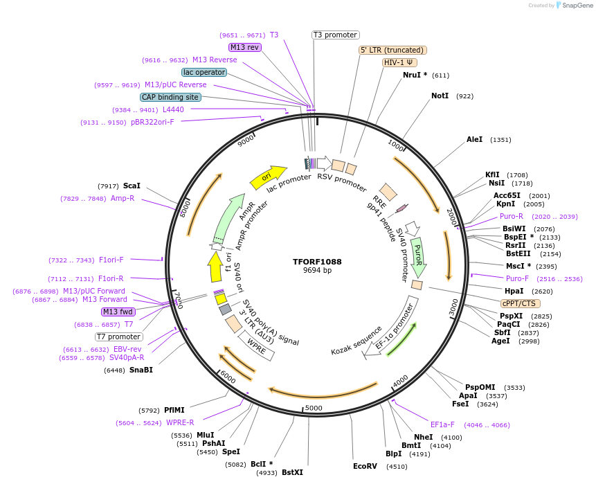 142725-plasmid-map-sequence-id-395802