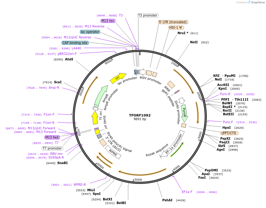 142728-plasmid-map-sequence-id-395805