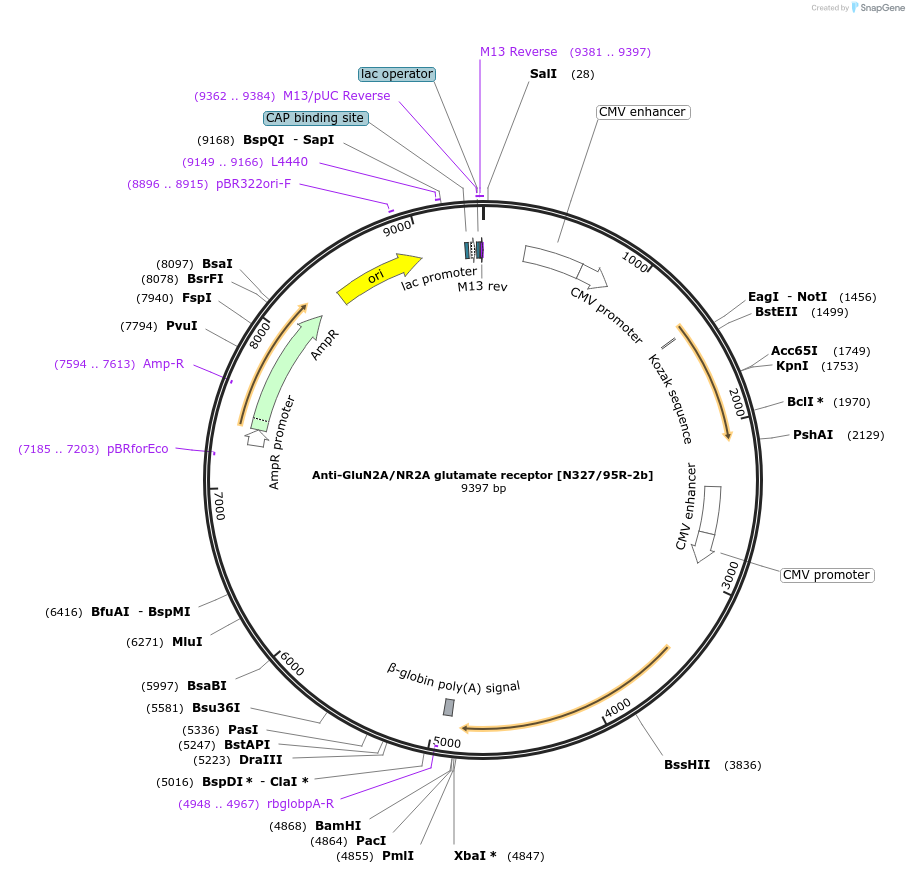 199415-plasmid-map-sequence-id-395808