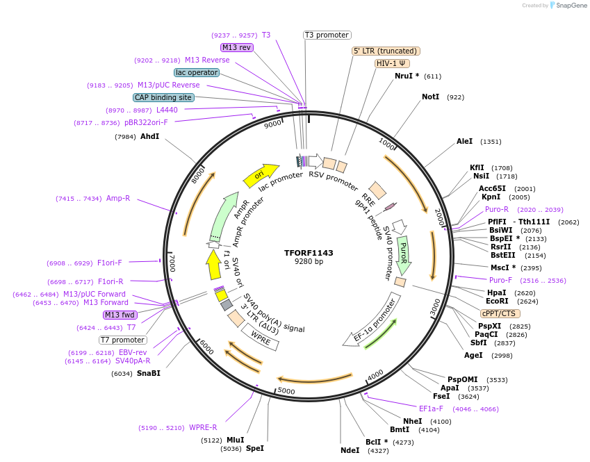 142738-plasmid-map-sequence-id-395814