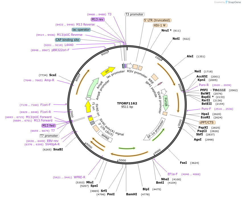 142741-plasmid-map-sequence-id-395816