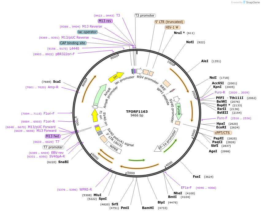 142742-plasmid-map-sequence-id-395817