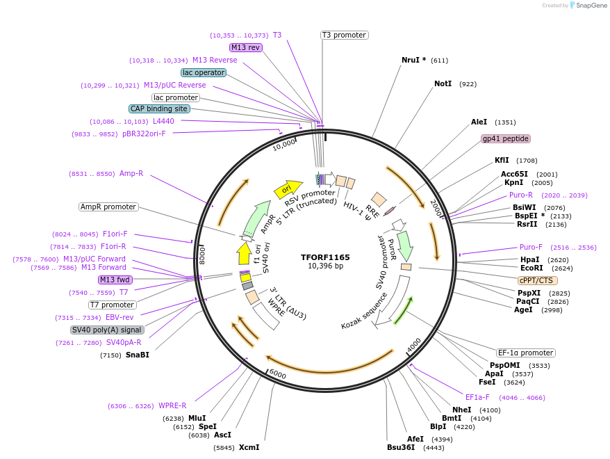 142743-plasmid-map-sequence-id-395818