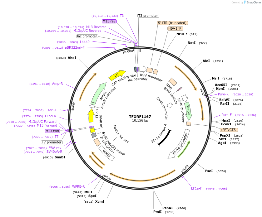 142744-plasmid-map-sequence-id-395819