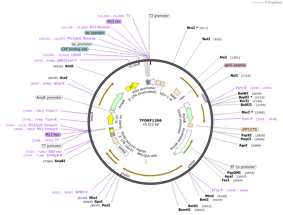 142753-plasmid-map-sequence-id-395825