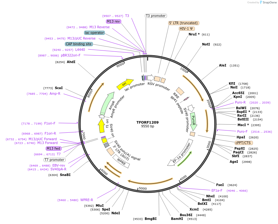 142754-plasmid-map-sequence-id-395826