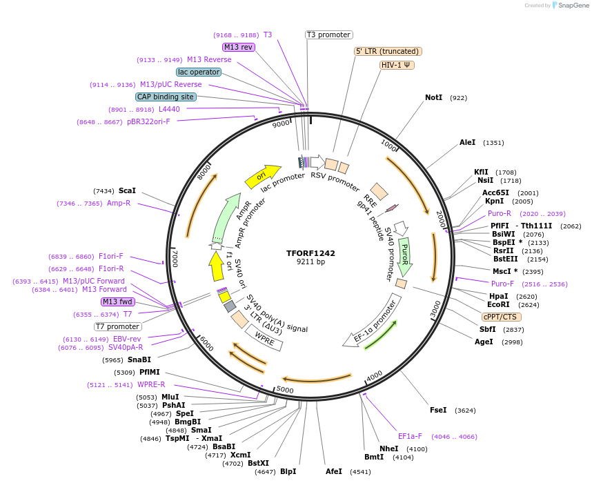142763-plasmid-map-sequence-id-395832