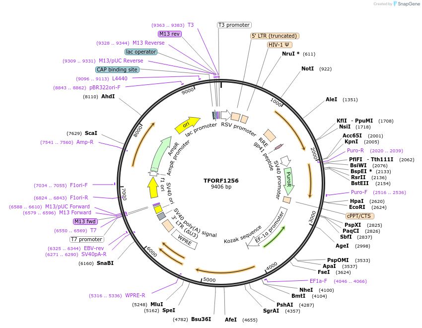 142767-plasmid-map-sequence-id-395836