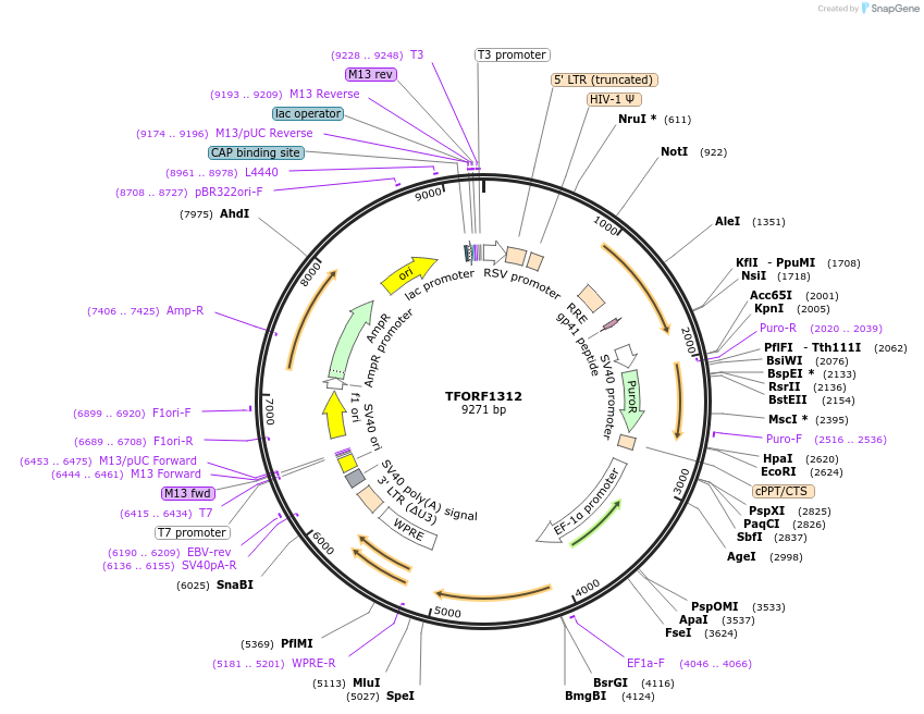 142783-plasmid-map-sequence-id-395848