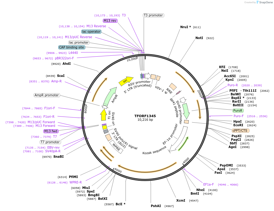 142788-plasmid-map-sequence-id-395850
