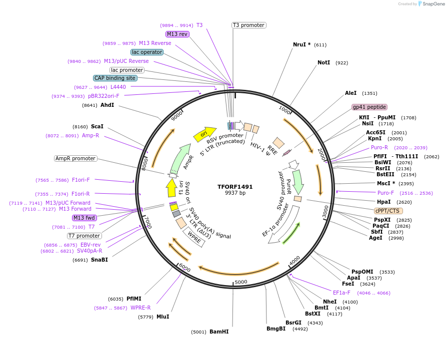 142804-plasmid-map-sequence-id-395861