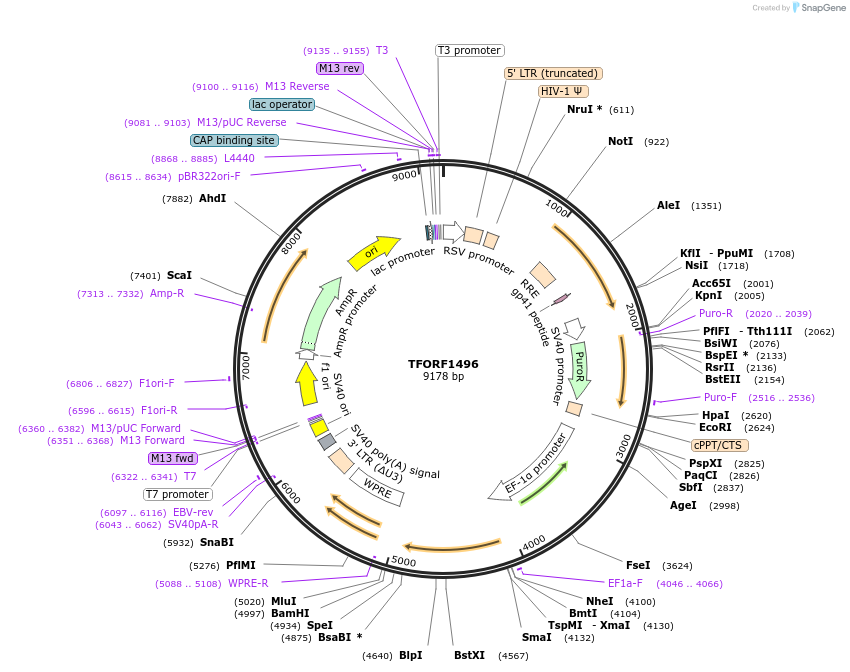 142805-plasmid-map-sequence-id-395862