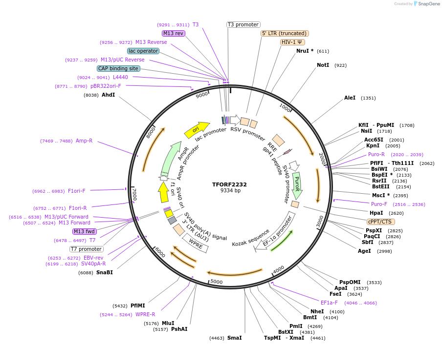 141980-plasmid-map-sequence-id-395874