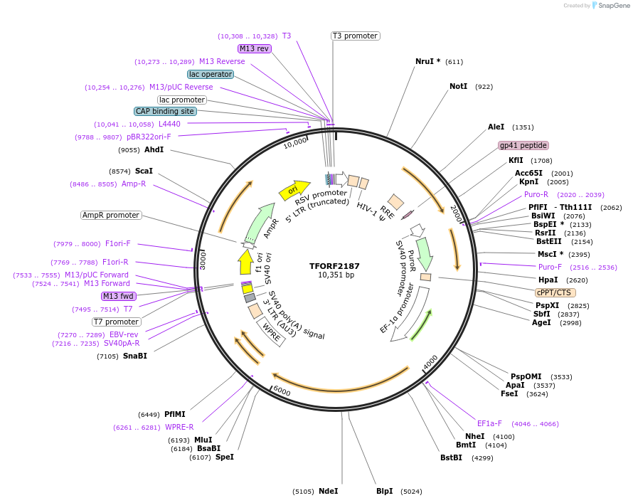 141960-plasmid-map-sequence-id-395875
