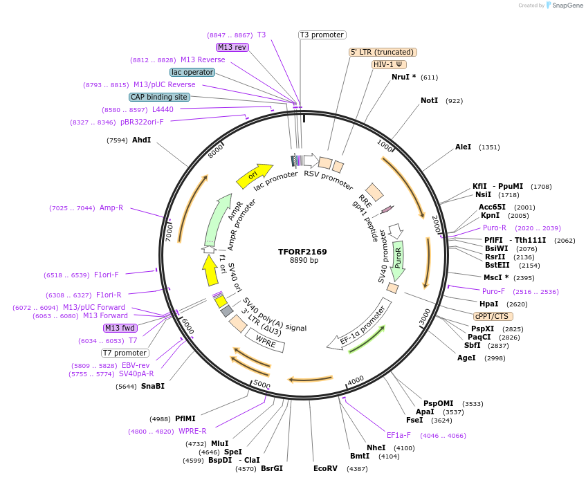 141955-plasmid-map-sequence-id-395877
