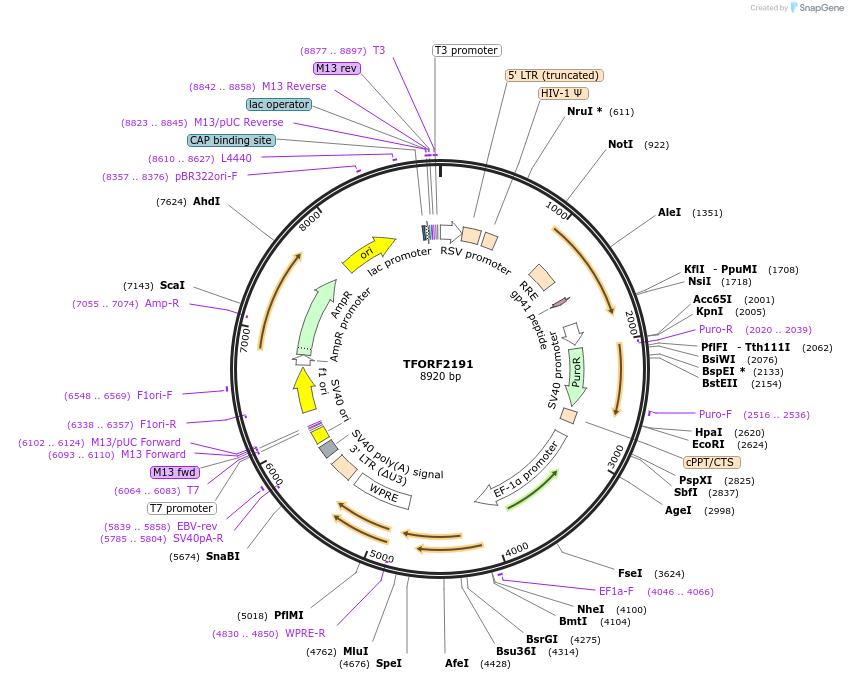 141962-plasmid-map-sequence-id-395885