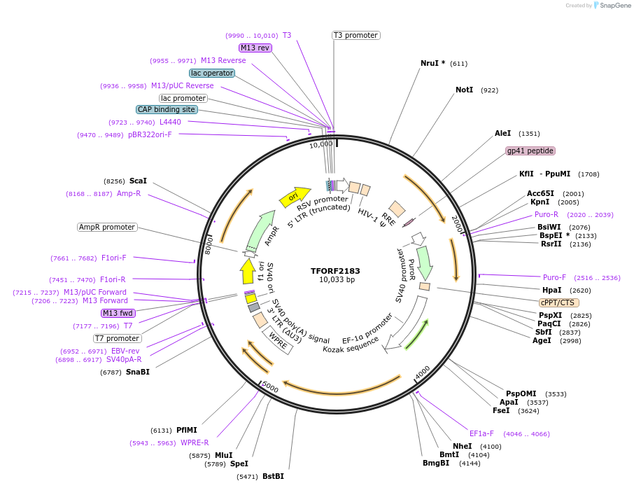 141958-plasmid-map-sequence-id-395888