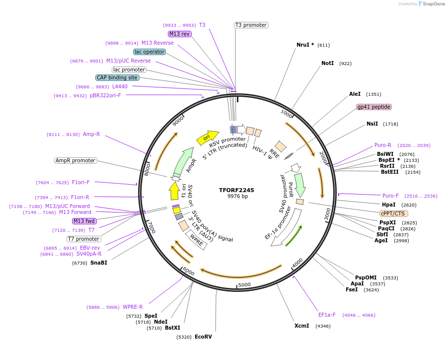 141988-plasmid-map-sequence-id-395893