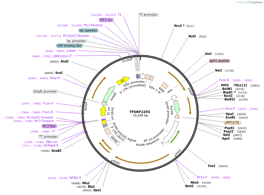 141994-plasmid-map-sequence-id-395895