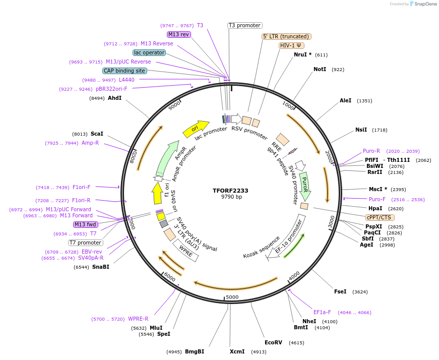 141981-plasmid-map-sequence-id-395897