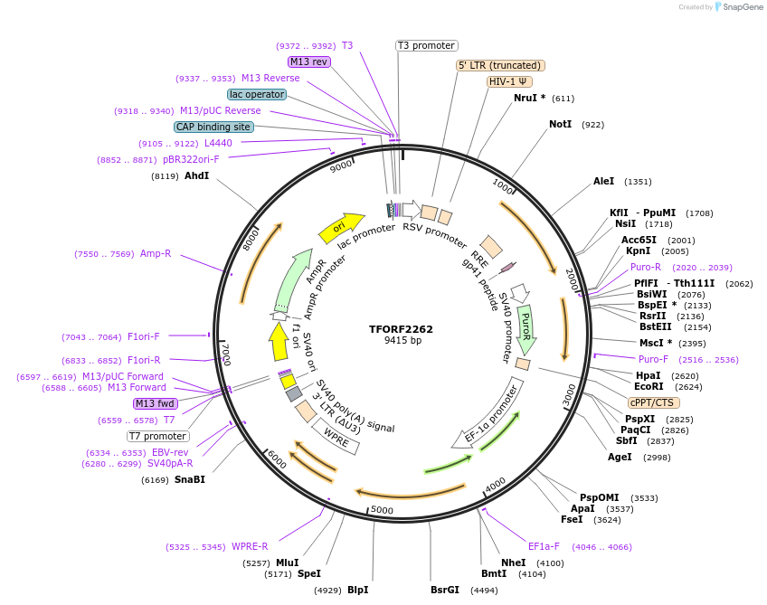 142000-plasmid-map-sequence-id-395898