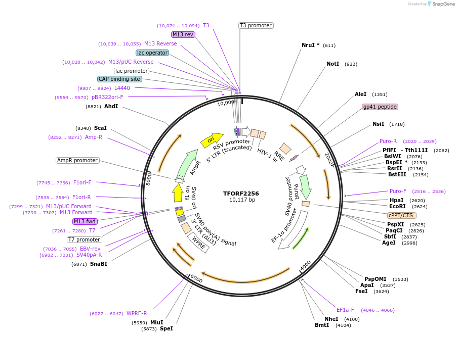 141995-plasmid-map-sequence-id-395899