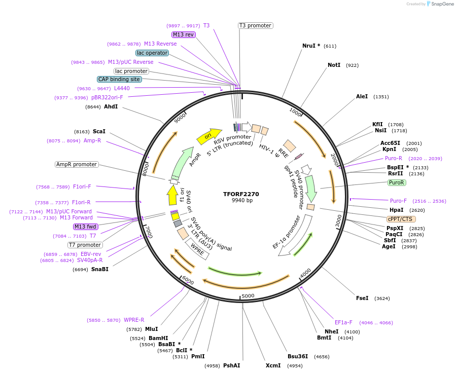 142004-plasmid-map-sequence-id-395903