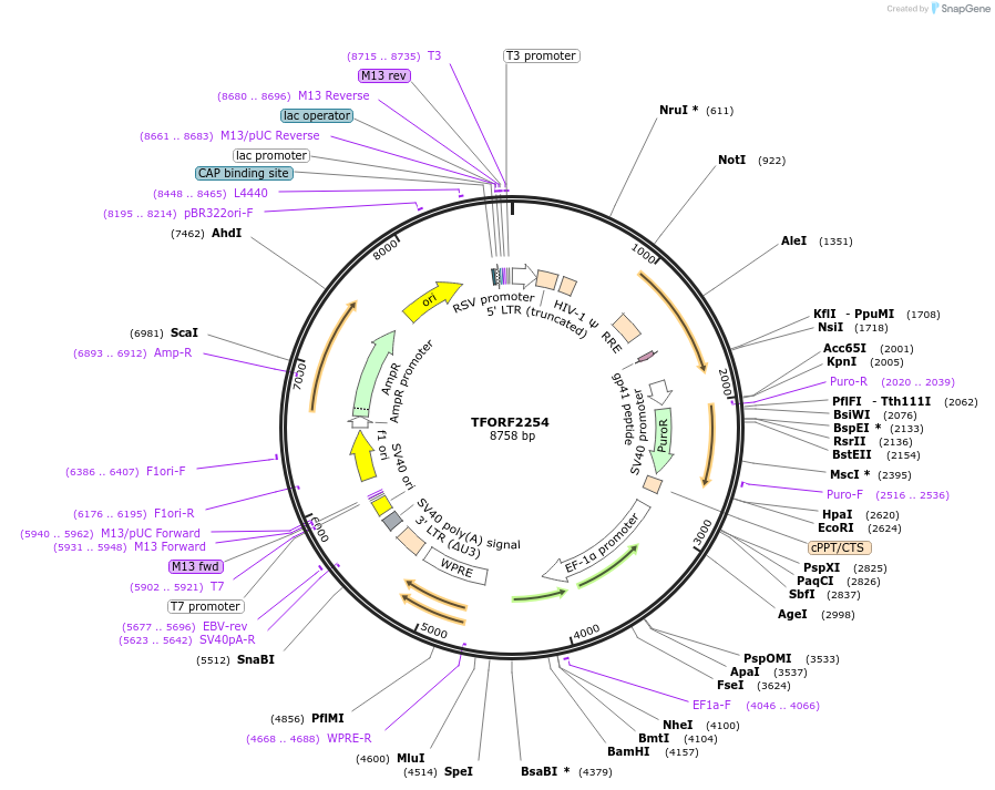 141993-plasmid-map-sequence-id-395905