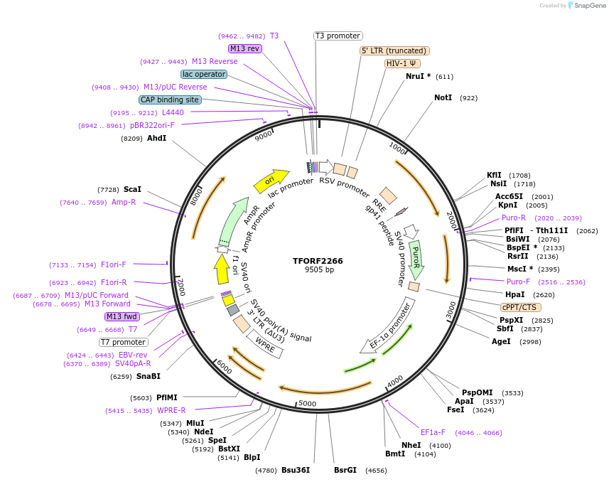 142003-plasmid-map-sequence-id-395906