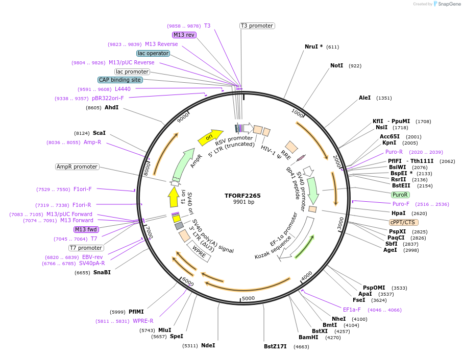 142002-plasmid-map-sequence-id-395908