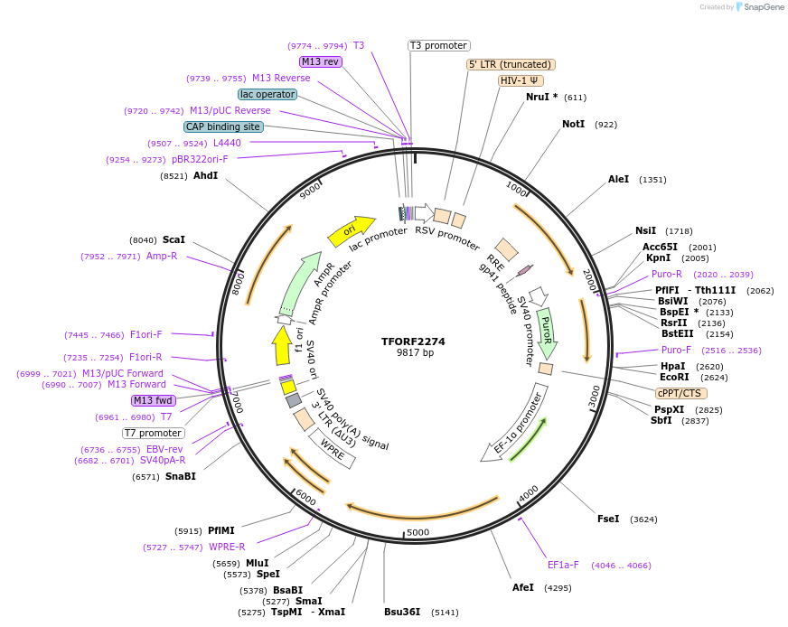 142005-plasmid-map-sequence-id-395909