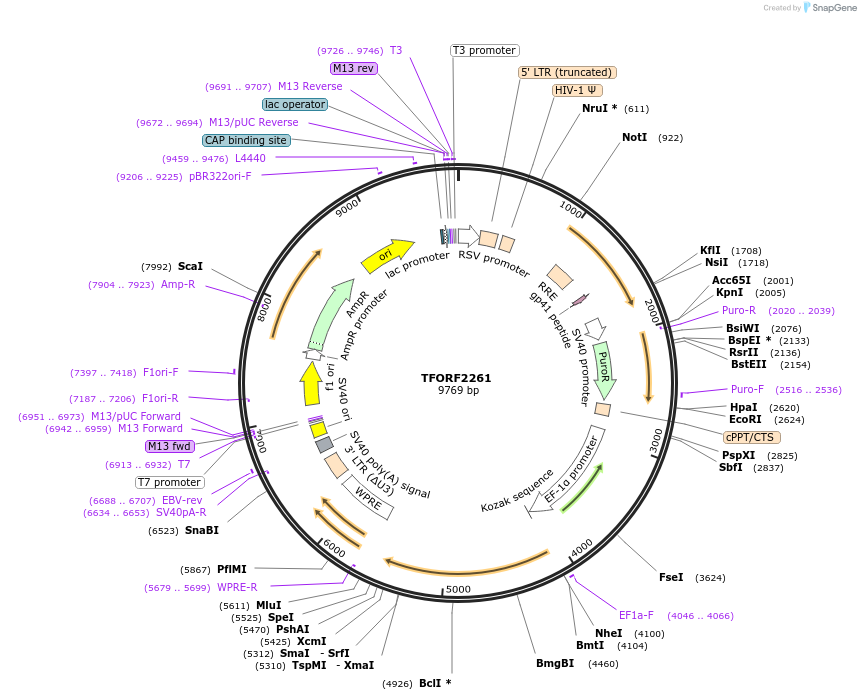 141999-plasmid-map-sequence-id-395911