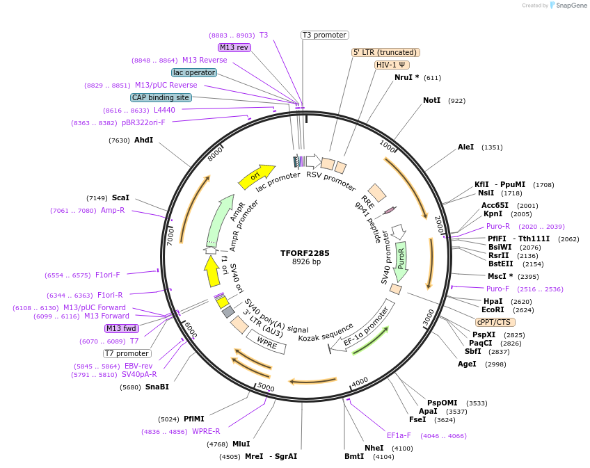 142009-plasmid-map-sequence-id-395913