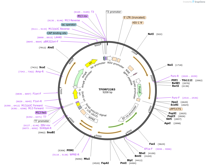 142008-plasmid-map-sequence-id-395914