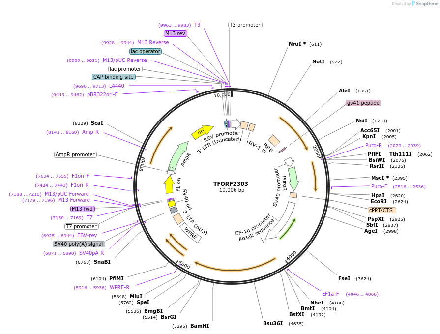 142019-plasmid-map-sequence-id-395917