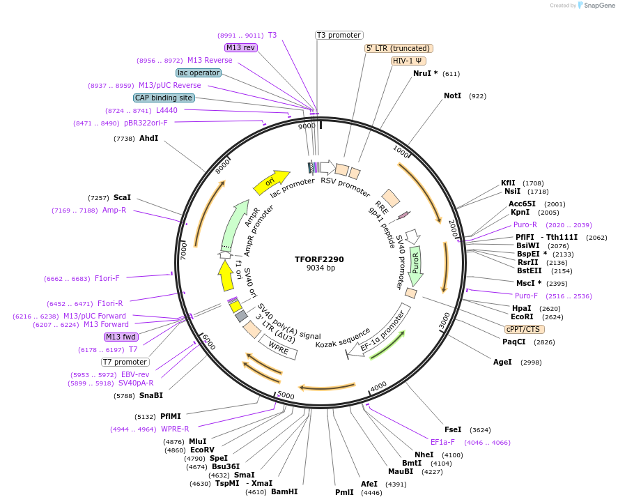 142011-plasmid-map-sequence-id-395918