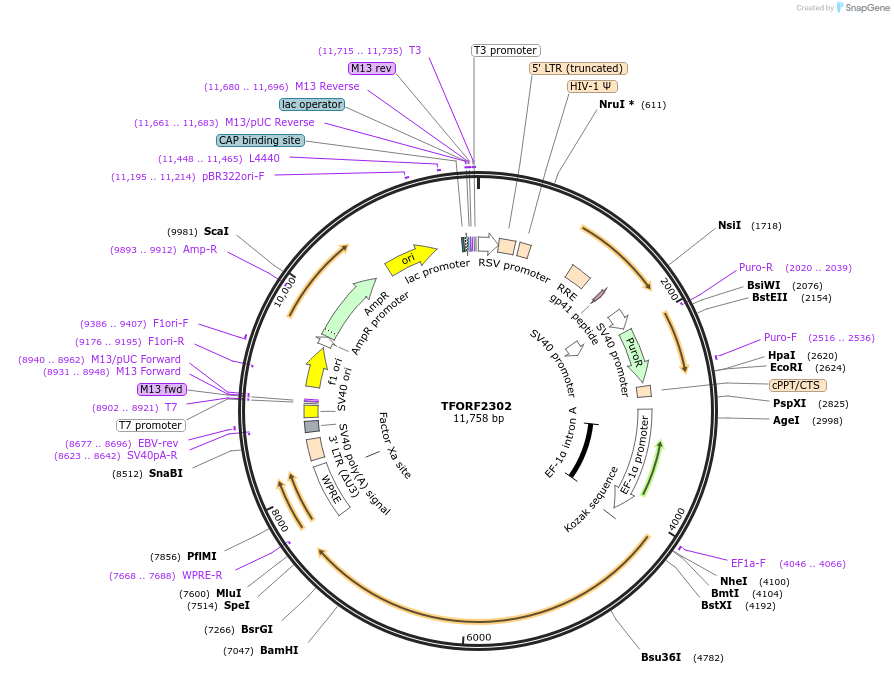 142018-plasmid-map-sequence-id-395919