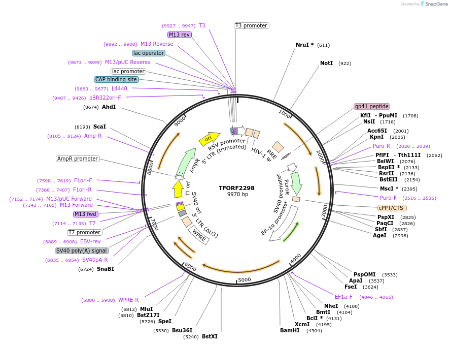 142017-plasmid-map-sequence-id-395921
