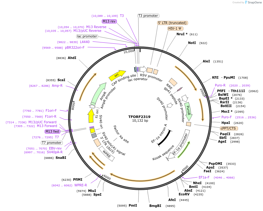 142032-plasmid-map-sequence-id-395924