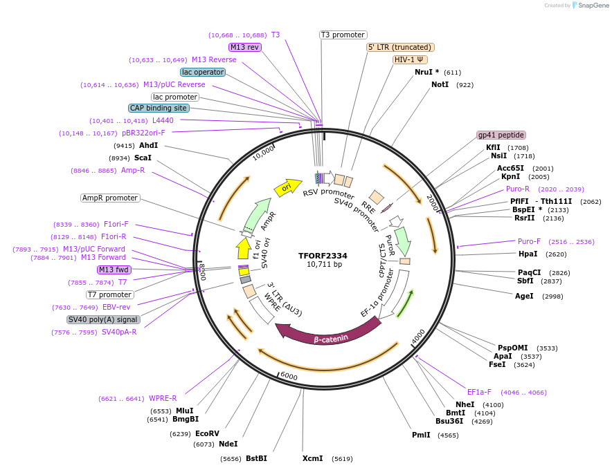 142036-plasmid-map-sequence-id-395930