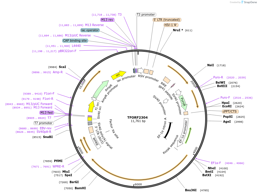 142020-plasmid-map-sequence-id-395936