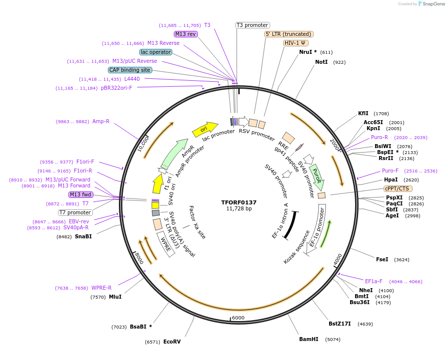 142543-plasmid-map-sequence-id-395942