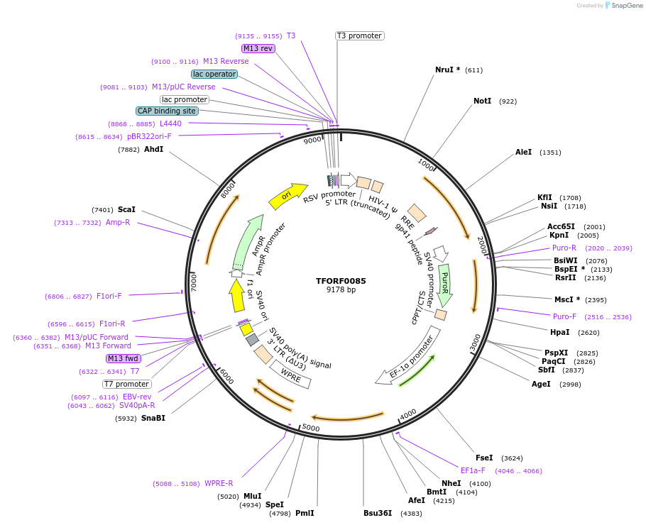 142531-plasmid-map-sequence-id-395948