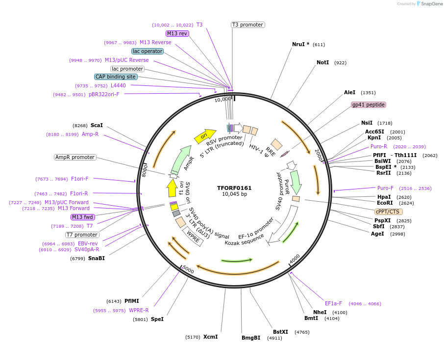 142546-plasmid-map-sequence-id-395949