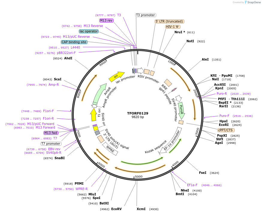 142540-plasmid-map-sequence-id-395954