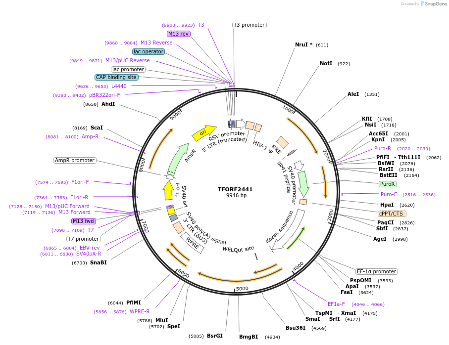 142079-plasmid-map-sequence-id-395955
