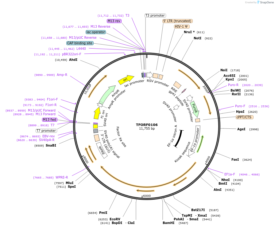 142536-plasmid-map-sequence-id-395958